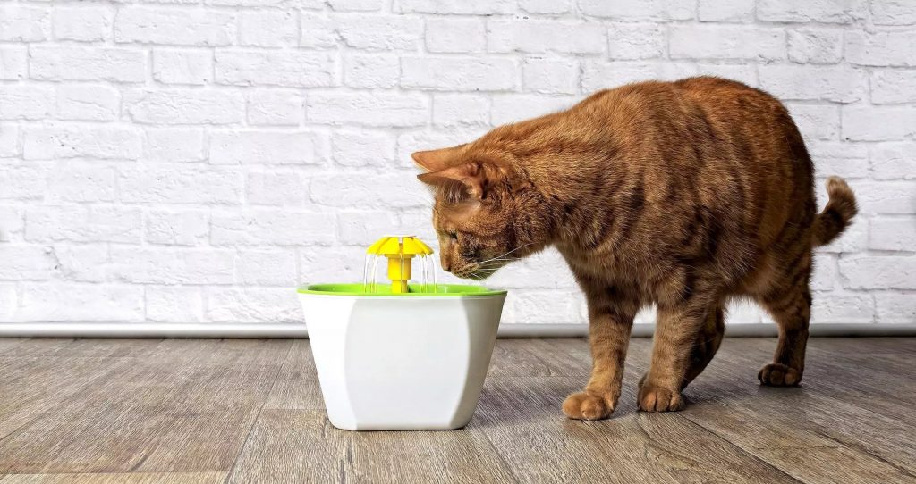 Fontaine à eau pour chat - Comment choisir la plus qualitative en 2025