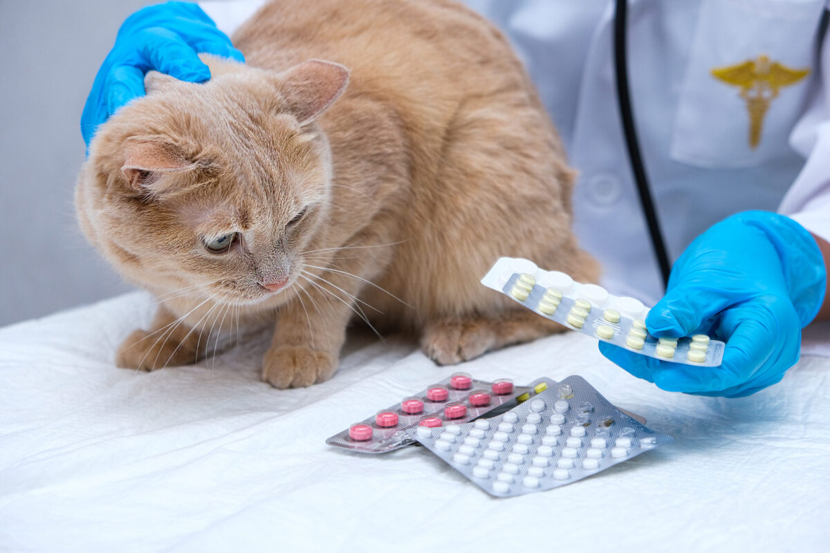 Comment administrer un médicament à son chat ? - Cnspa.fr