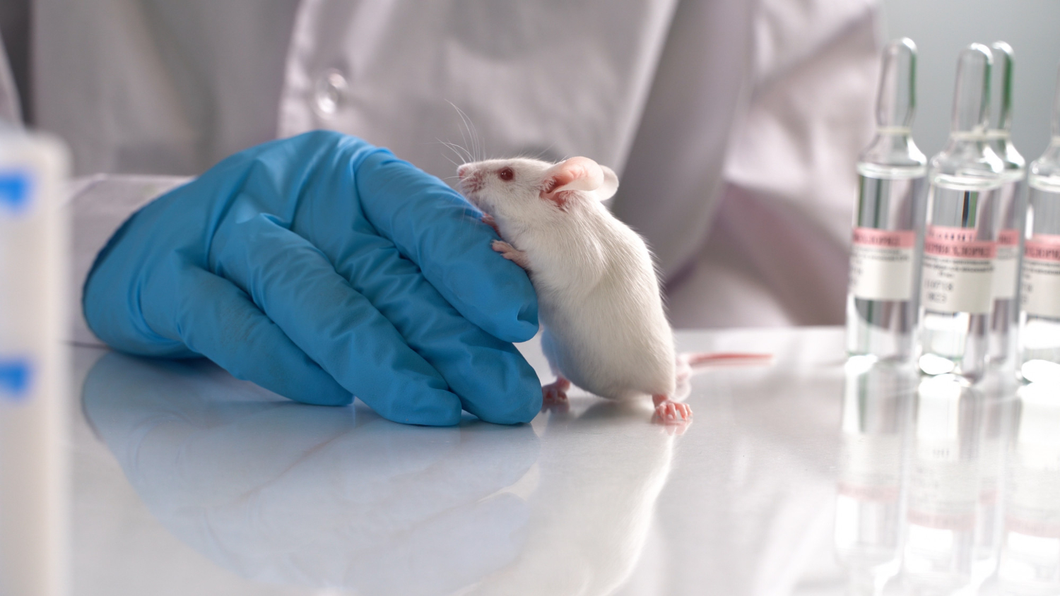 Les dangers méconnus des rats : découvrez pourquoi ils sont plus ...