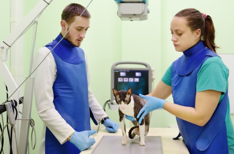 urgences-veterinaires-montpellier