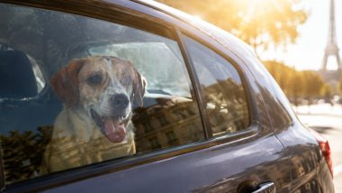 canicule chien enfermé voiture