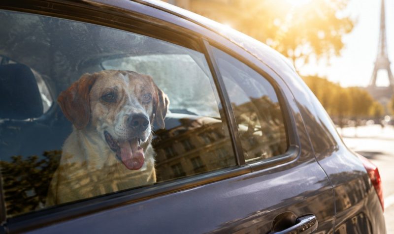 canicule chien enfermé voiture