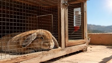 canicule lapin qui souffre de la chaleur